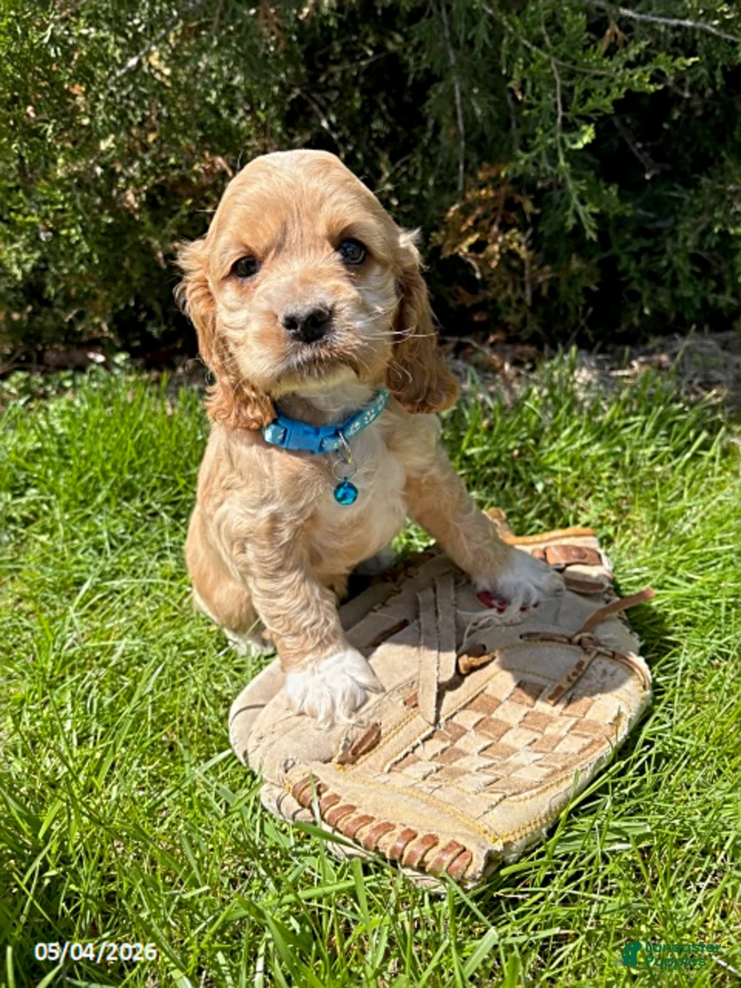 Cocker Spaniel dogs for sale: Jed - Ad 1