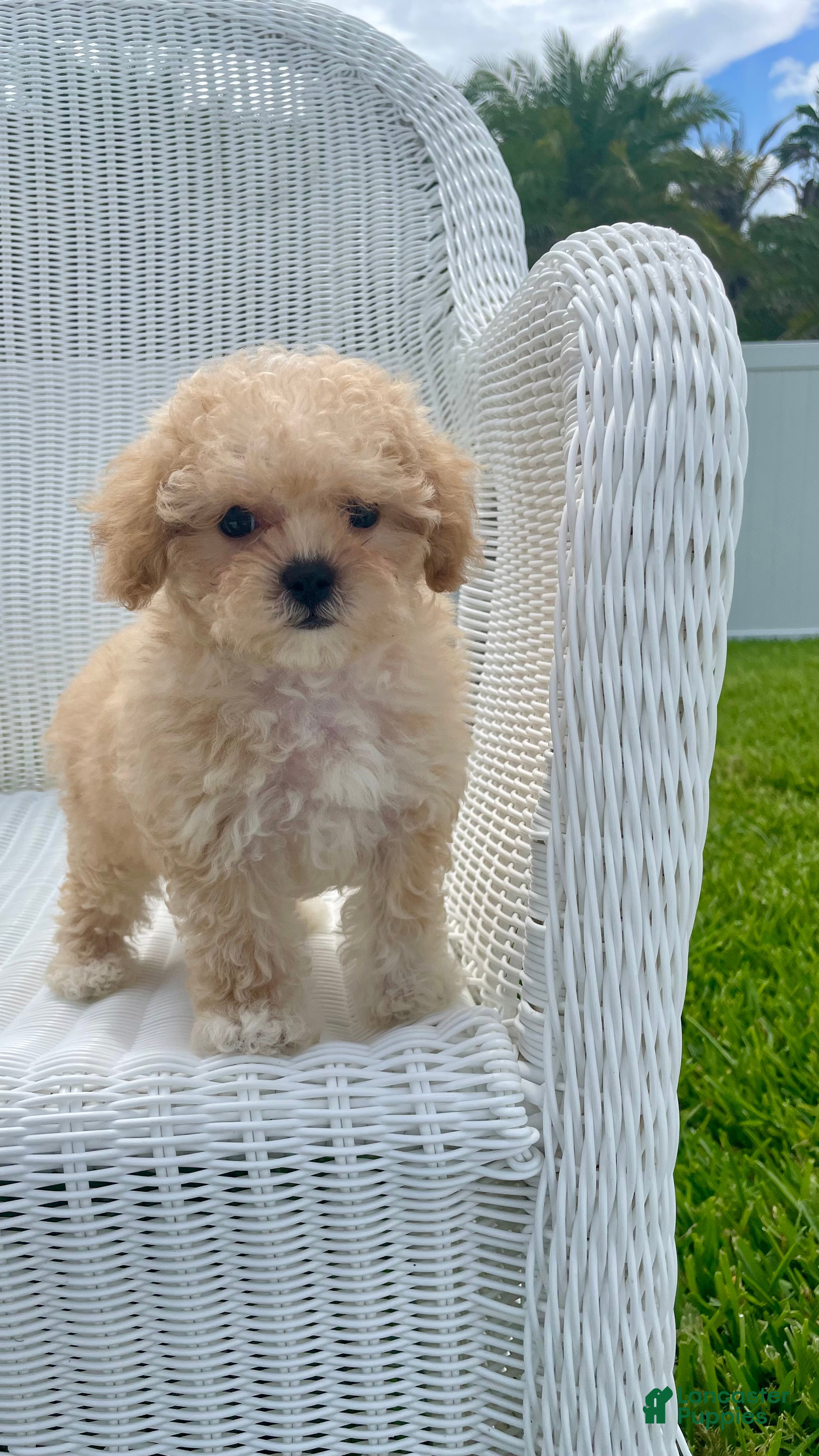 Maltipoo dogs Dolly - Ad 2