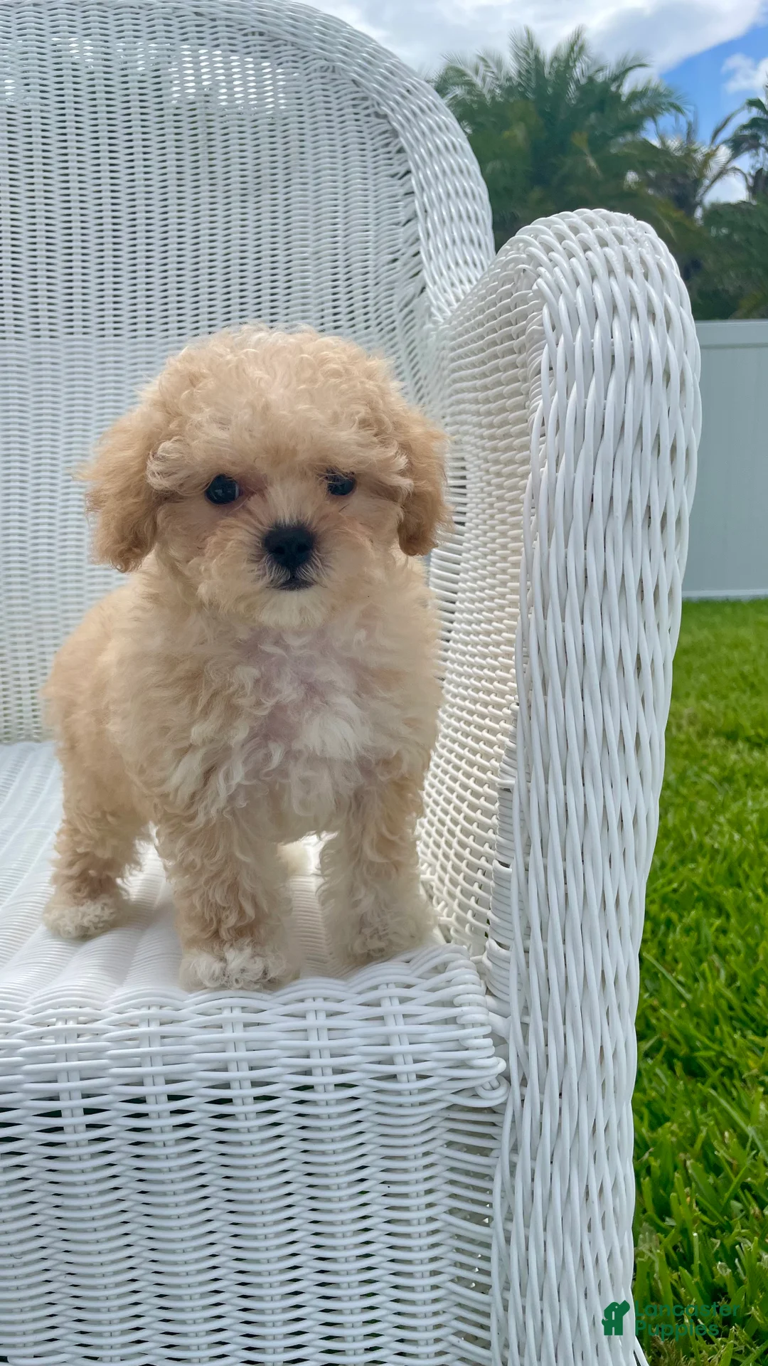 Maltipoo dogs for sale: Dolly - Ad 2
