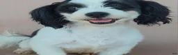 Teddy Bear dogs for sale: Pearl - Ad 4