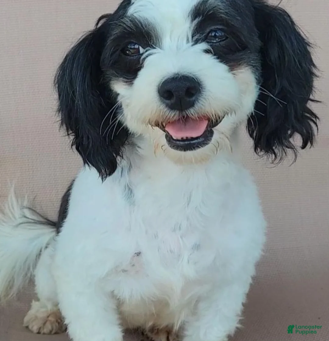 Teddy Bear dogs for sale: Pearl - Ad 4