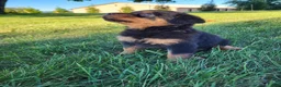 Rottweiler dogs for sale: Raven - Ad 3