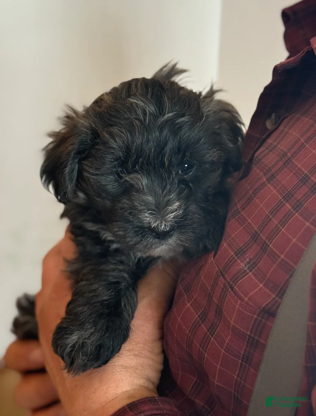 Morkie dogs for sale: Smoky - Ad 10