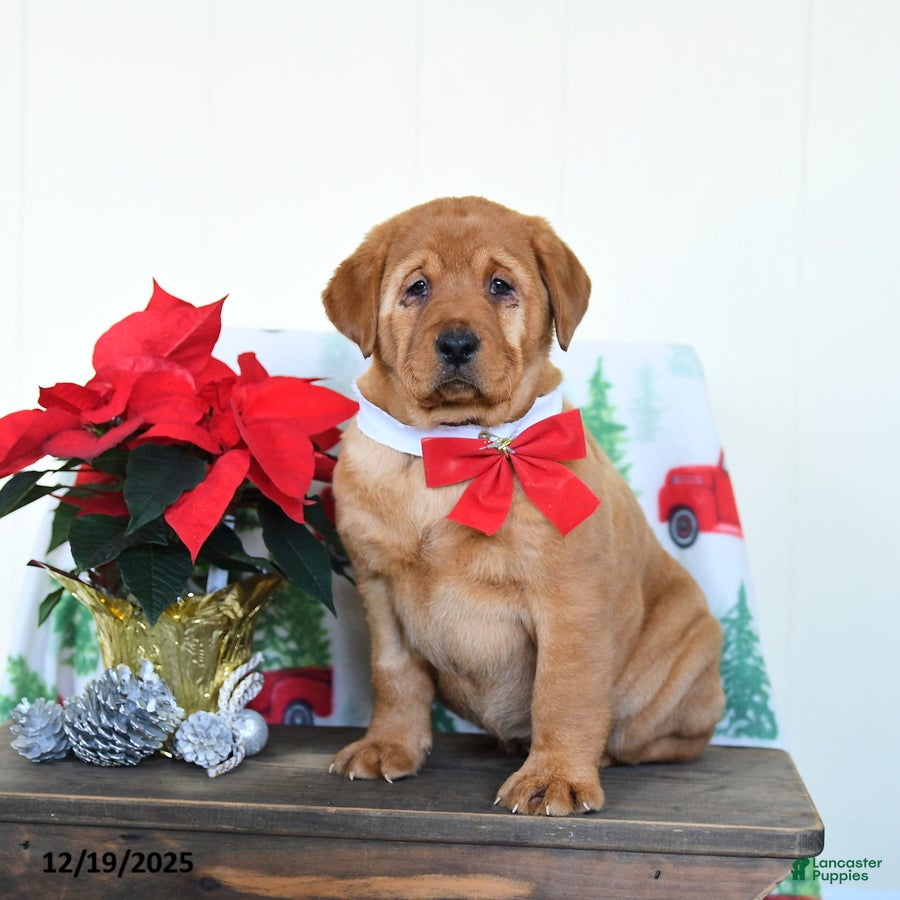 Labrador Retriever dogs Eve - Ad 27