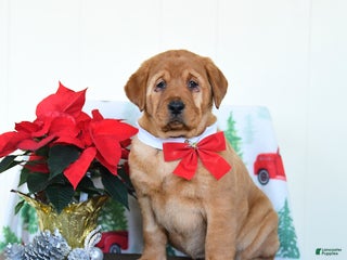 Labrador Retriever dogs Eve - Ad 27