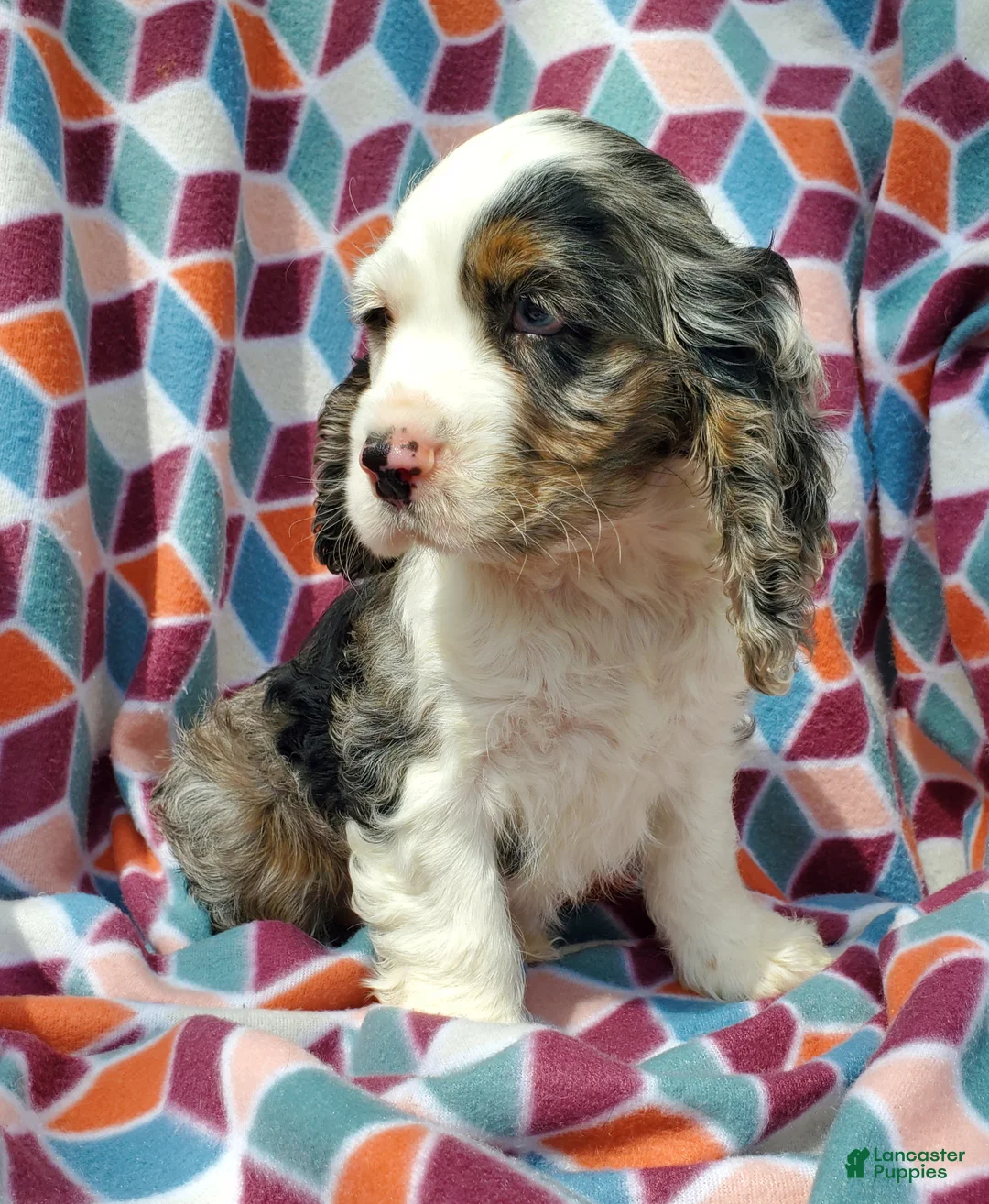 Cocker Spaniel dogs for sale: Faye - Ad 2