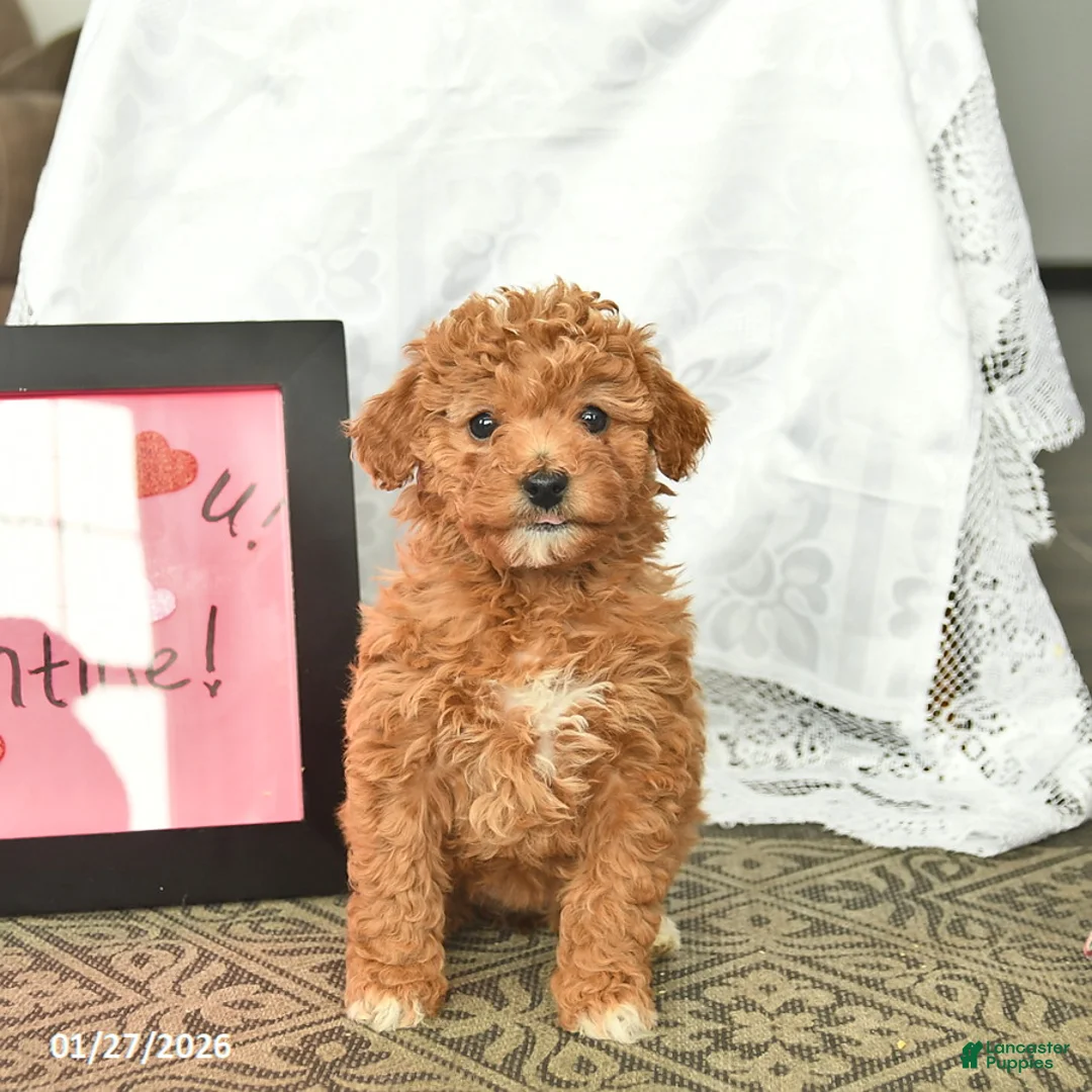 Miniature Poodle dogs for sale: Callie  - Ad 1