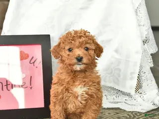 Miniature Poodle dogs Callie - Ad 5