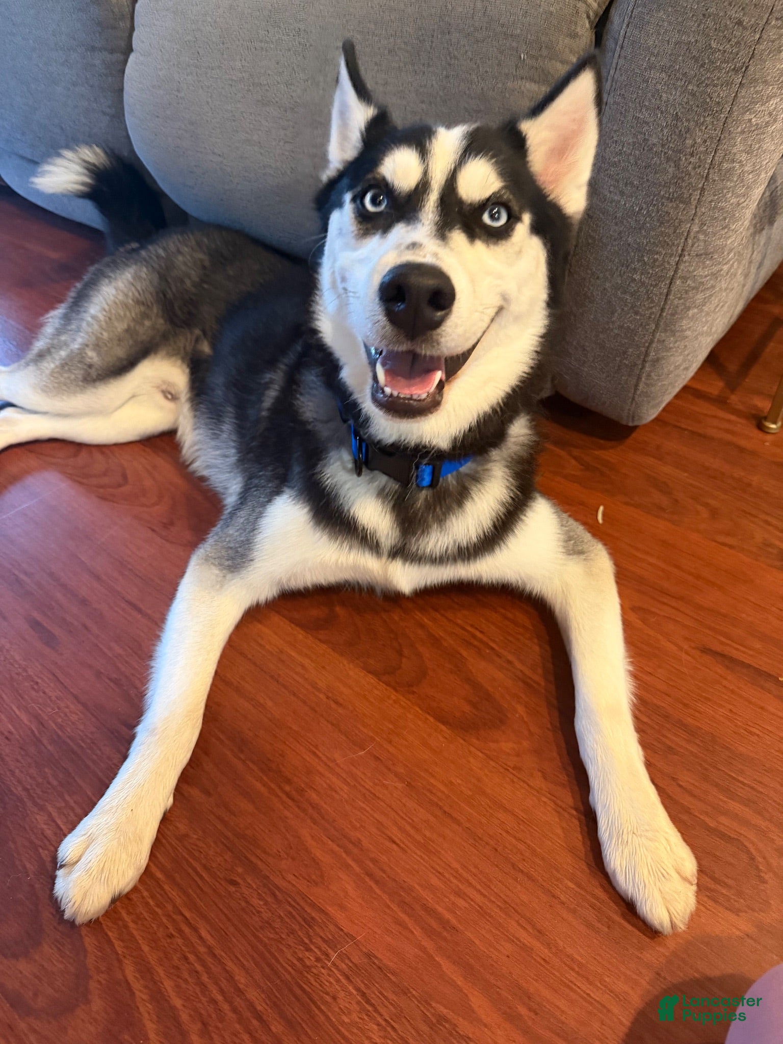 Pomsky dogs Jet - Ad 1
