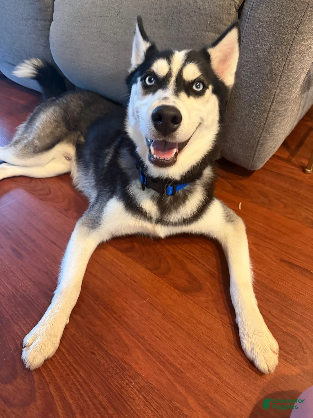 Pomsky dogs for sale: Jet - Ad 1