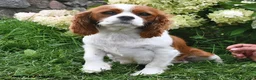 Cavalier King Charles Spaniel dogs for sale: Barbie - Ad 4