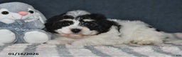 Cavachon dogs for sale: Lucy - Ad 4