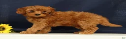 Cavapoo dogs for sale: Calla - Ad 3