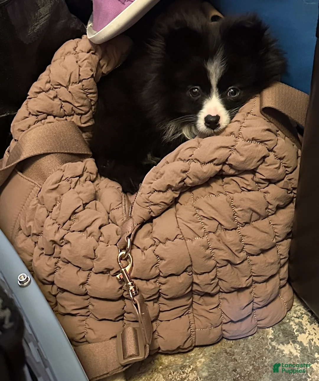 Pomeranian dogs for sale: Chibi - Ad 2