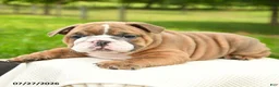 English Bulldog dogs for sale: Murphy - Ad 3