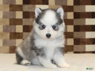 Pomsky dogs Joey - Ad 12