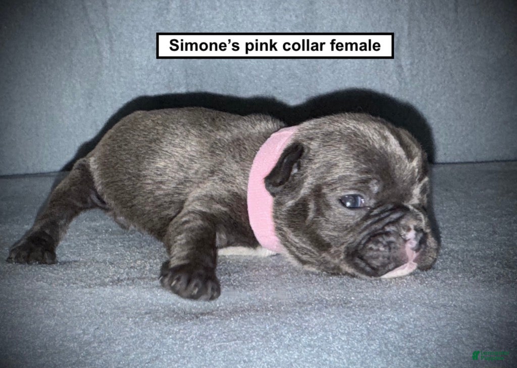 French Bulldog dogs AKC Simone's Pink Collar Female - Ad 35