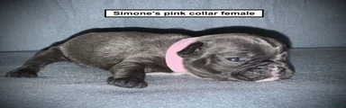 AKC Simone's Pink Collar Female