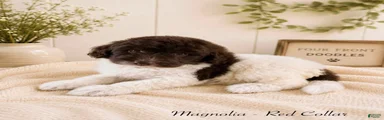 Bernedoodle 9