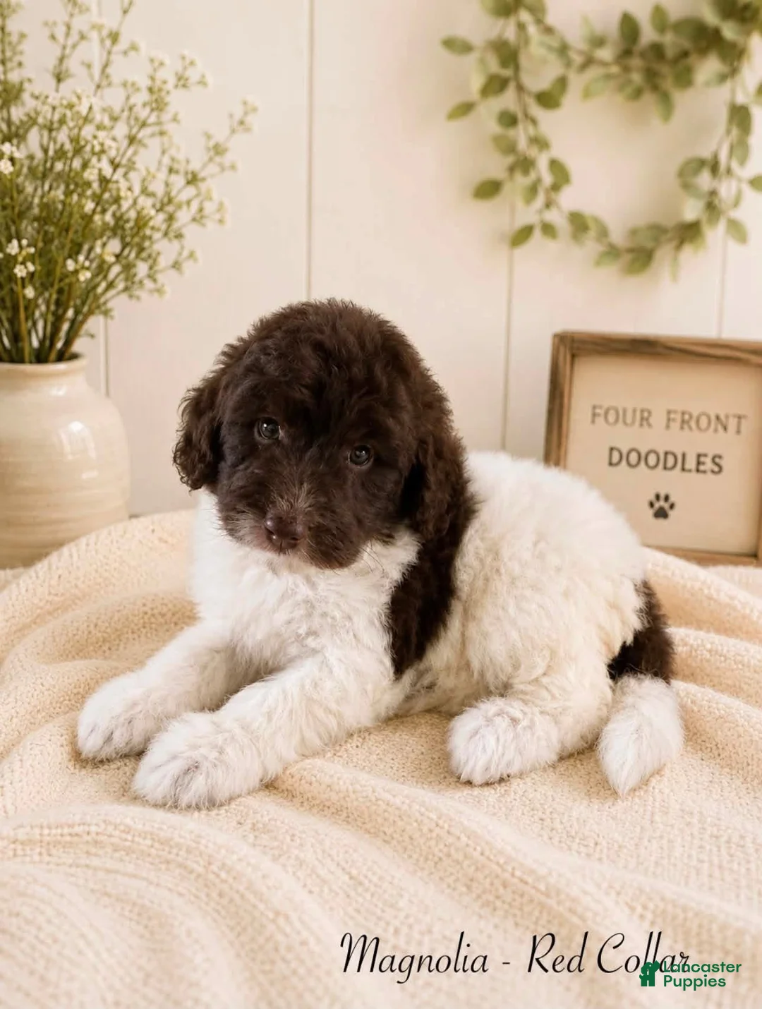 Bernedoodle dogs for sale: Bernedoodle 9 - Ad 1
