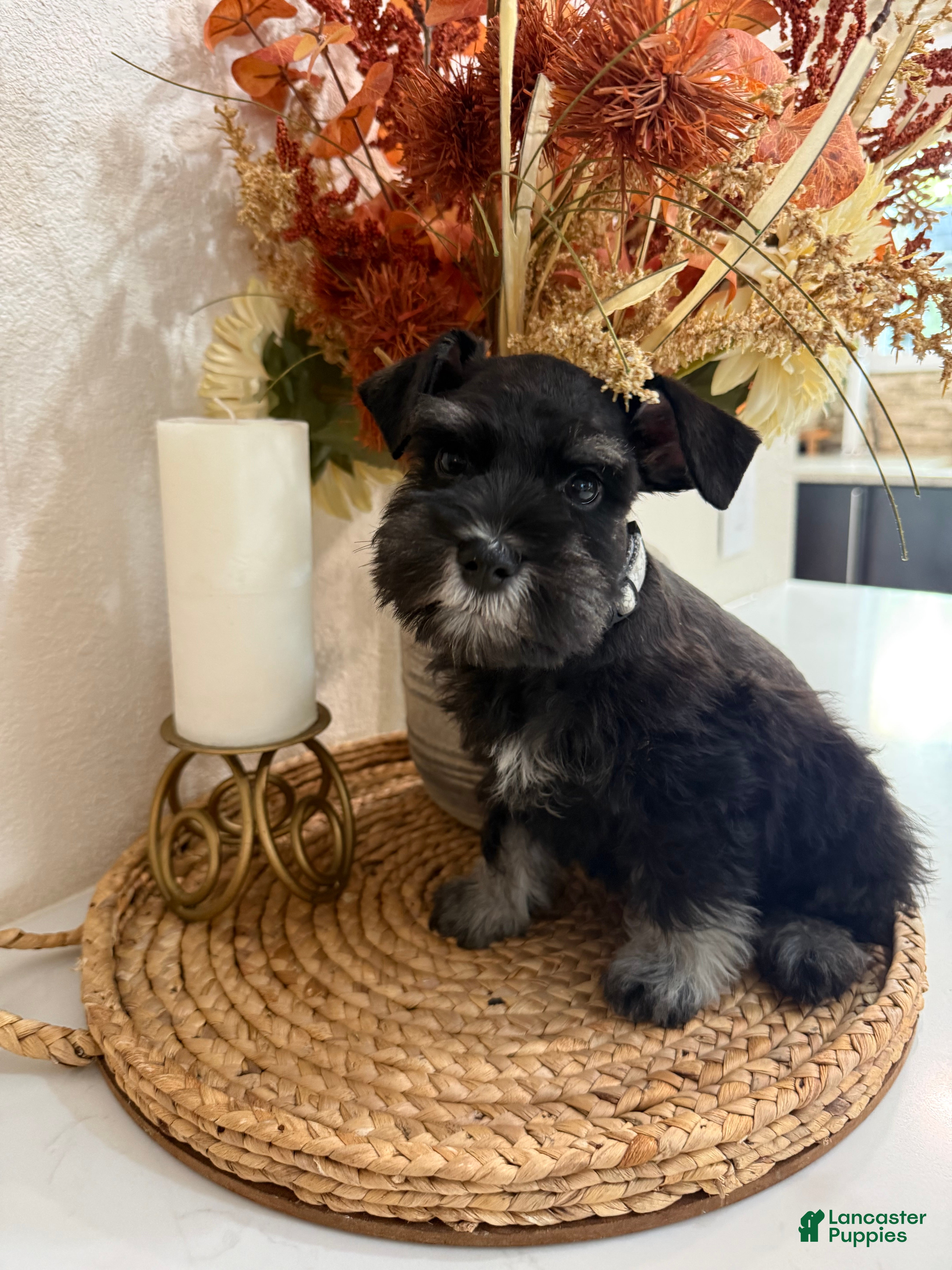 Miniature Schnauzer dogs Fig - Ad 11