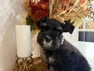 Miniature Schnauzer dogs Fig - Ad 5