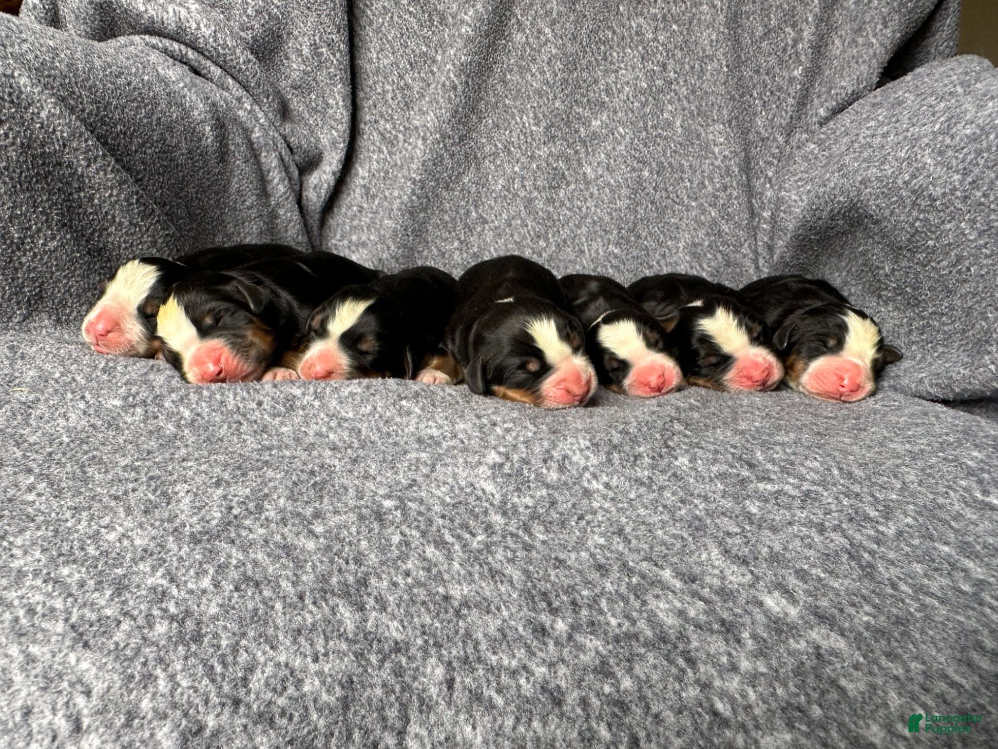 Bernese Mountain Dog dogs Berner bunch - Ad 1