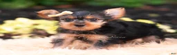 Yorkshire Terrier dogs for sale: Quibbi - Ad 5