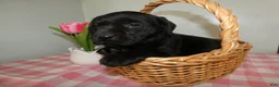 Labrador Retriever dogs for sale: Labrador Retriever Puppy 1 Lily - Ad 2