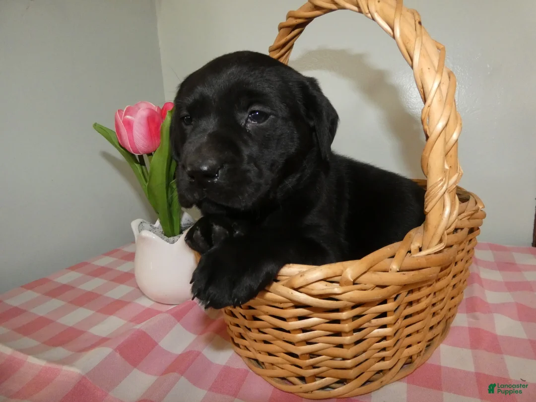 Labrador Retriever dogs for sale: Labrador Retriever Puppy 1 Lily - Ad 2