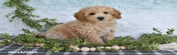 Bichpoo dogs for sale: Hazel - Ad 1