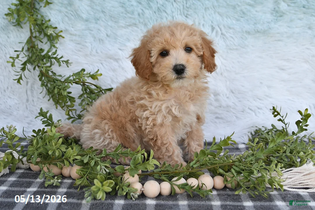 Bichpoo dogs for sale: Hazel - Ad 1