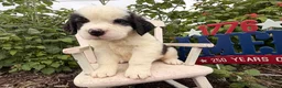 Saint Bernard dogs for sale: Babbles - Ad 4