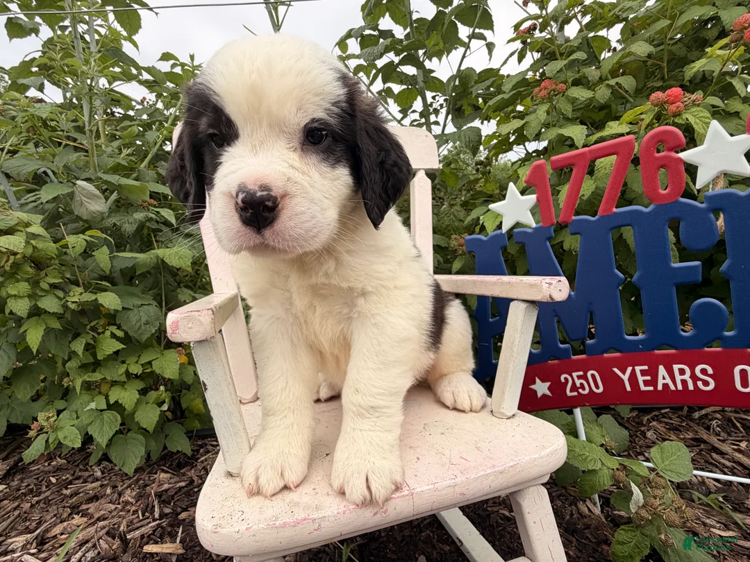 Saint Bernard dogs for sale: Babbles - Ad 4