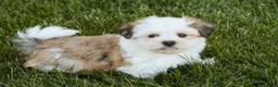 Havanese dogs for sale: Fernando - Ad 7