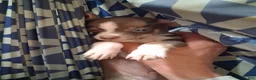 Chihuahua dogs for sale: Coco - Ad 2