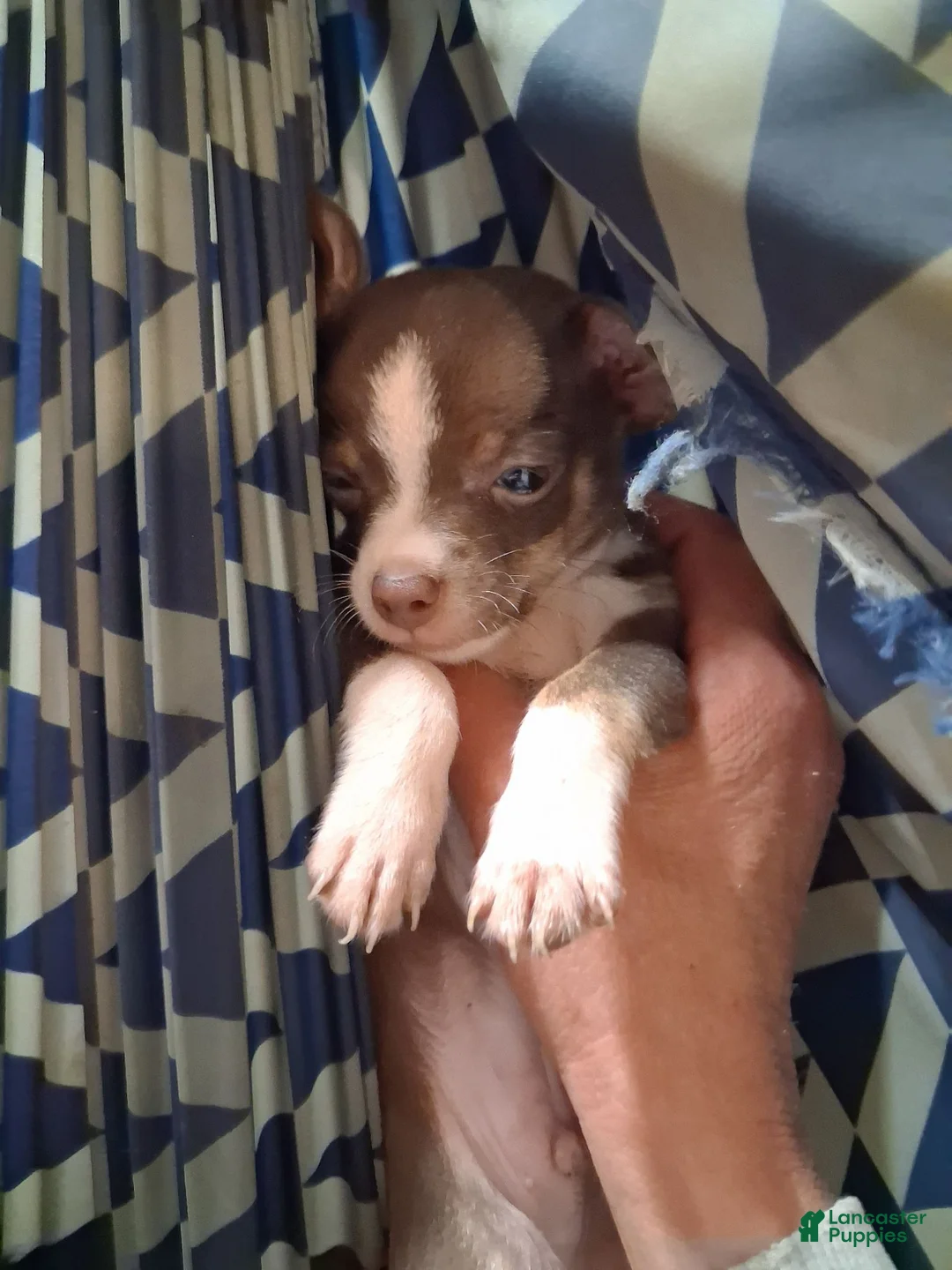 Chihuahua dogs for sale: Coco - Ad 2