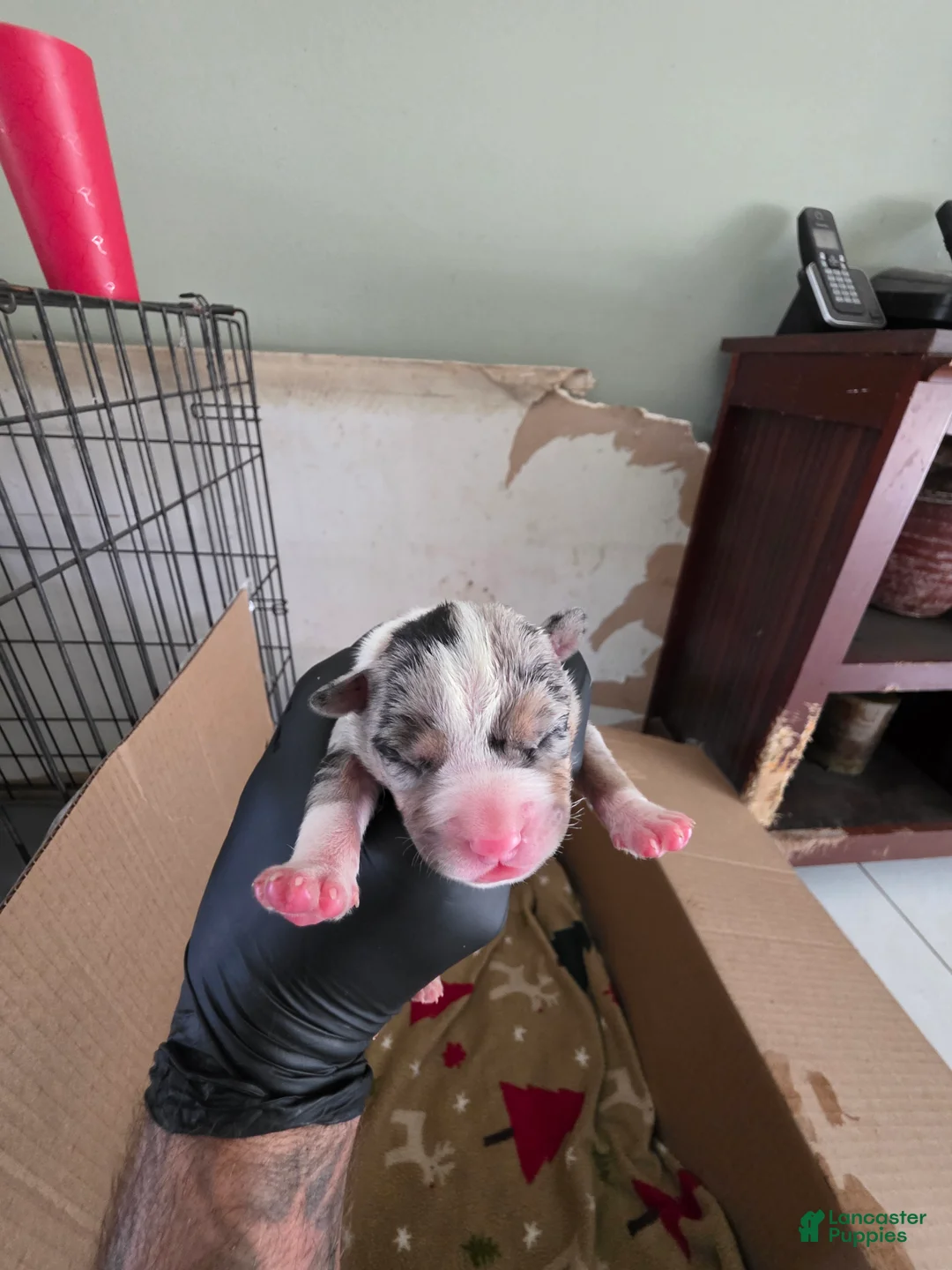 American Bully dogs for sale: American Bully 5 - Ad 2