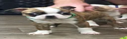 Boston Terrier dogs for sale: Boston Terrier 3 - Ad 1