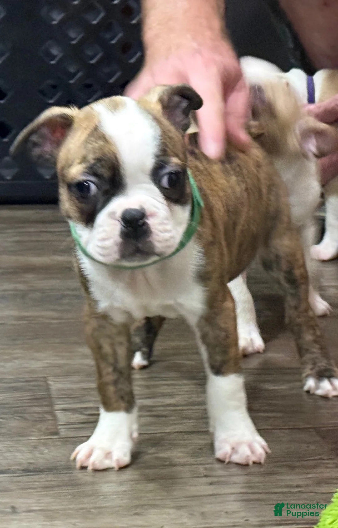 Boston Terrier dogs for sale: Boston Terrier 3 - Ad 1