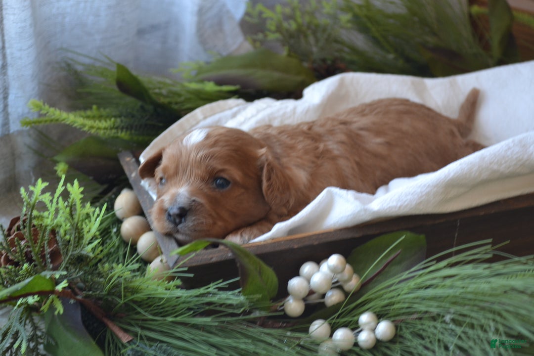 Cavapoo dogs for sale: Griffin - Ad 2