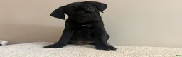 Cane Corso dogs for sale: Bella  - Ad 7