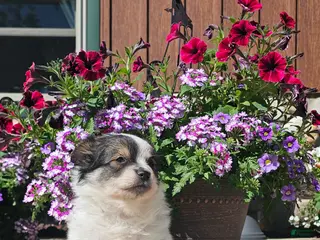Pomchi dogs for sale: Pomchi Puppy 1 - Ad 4