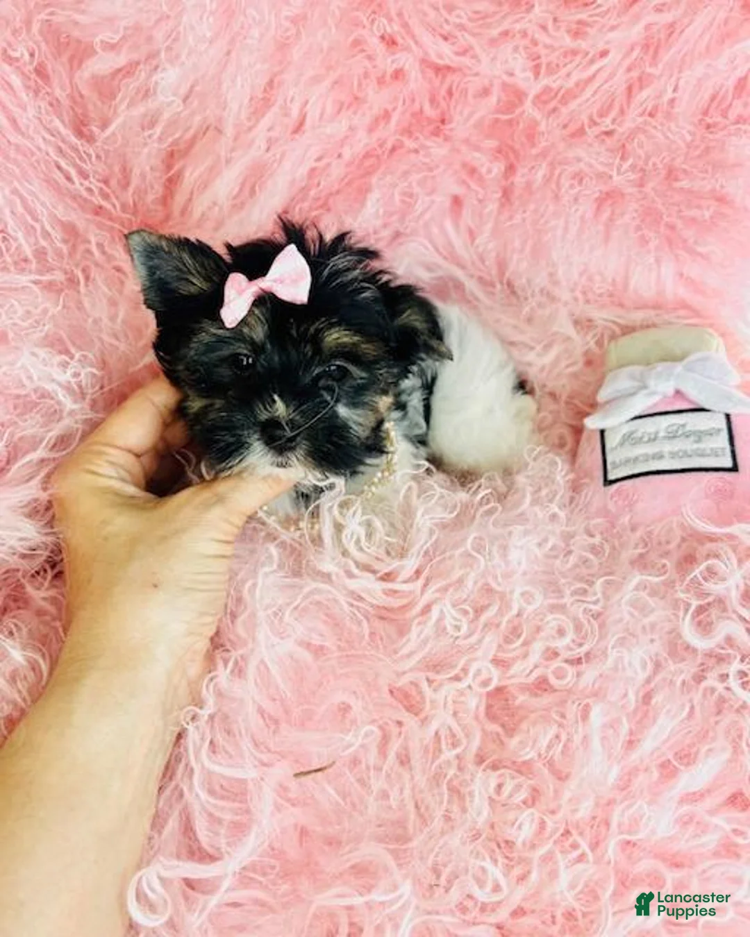 Biewer Terrier dogs for sale: Biewer Terrier Puppy 1 - Ad 3