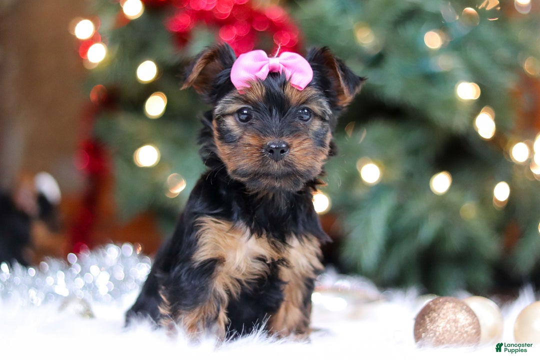 Yorkshire Terrier dogs for sale: Harper - Ad 2