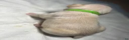 French Bulldog dogs for sale: Vanilla - Ad 3