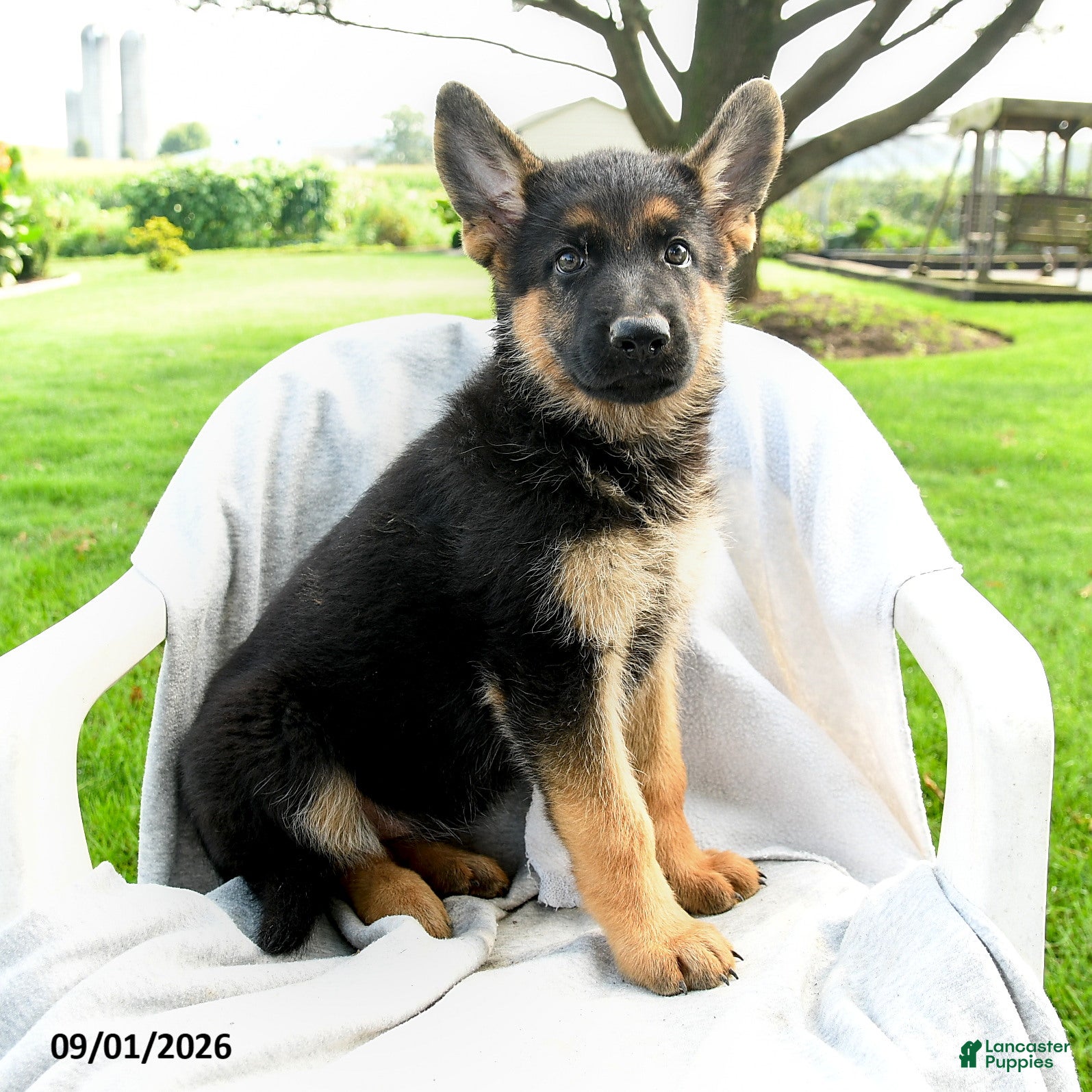 German Shepherd dogs Dakota - Ad 2