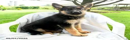German Shepherd dogs for sale: Dakota - Ad 2