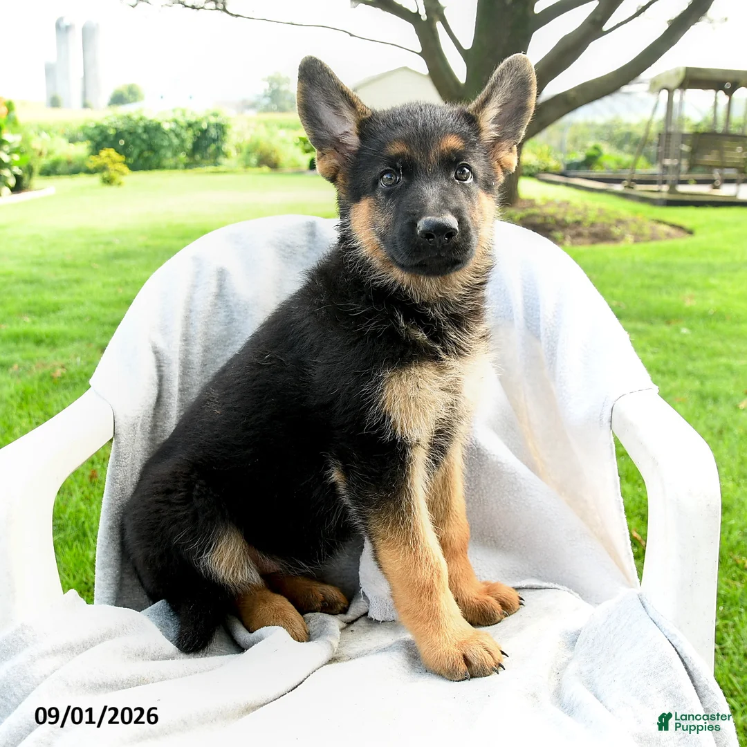 German Shepherd dogs for sale: Dakota - Ad 2