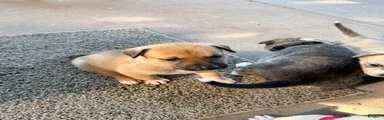 Pitsky male 2